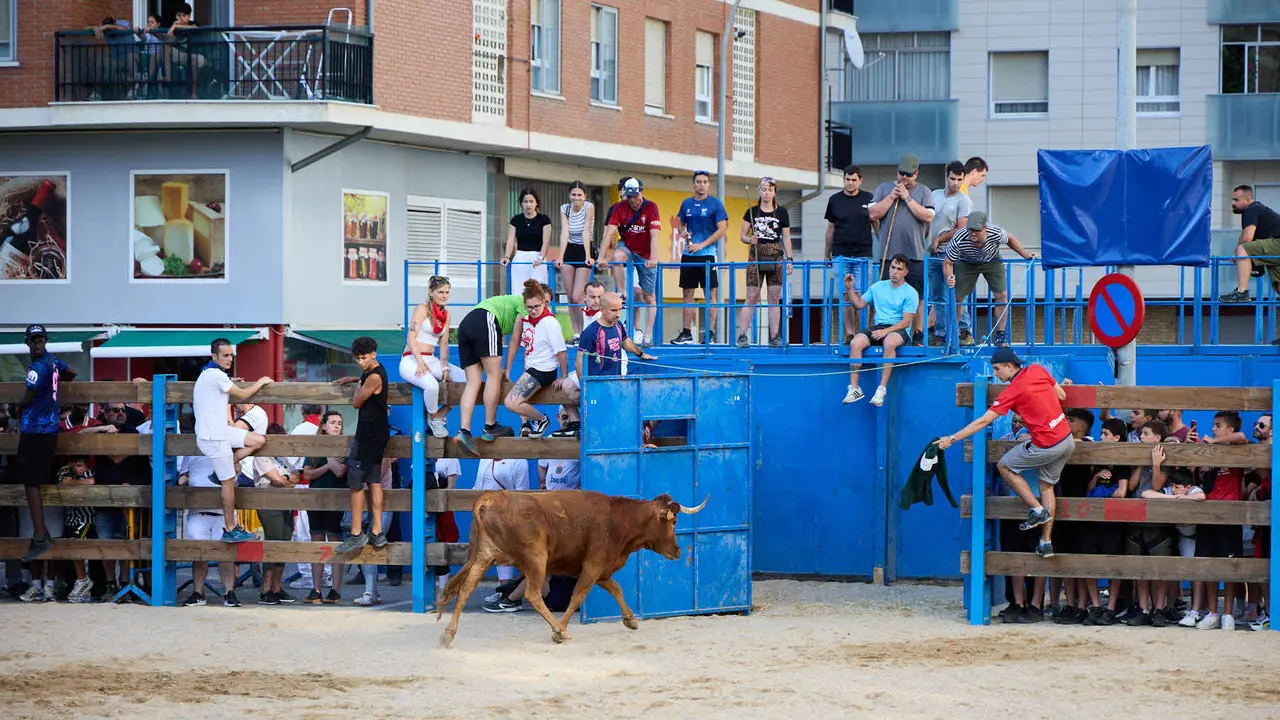 Vaquillas de la ganadería Zubiria y Arana en las Fiestas de Barañáin de 2025. IÑIGO ALZUGARAY