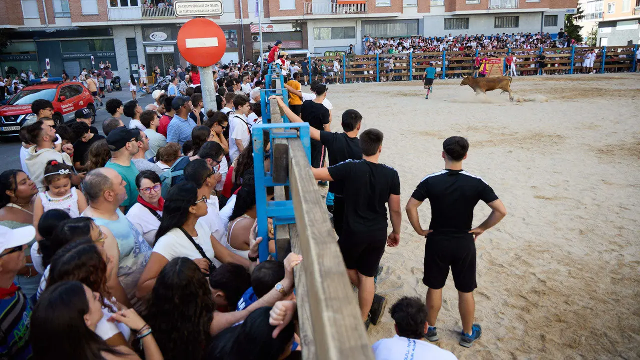 Vaquillas de la ganadería Zubiria y Arana en las Fiestas de Barañáin de 2025. IÑIGO ALZUGARAY