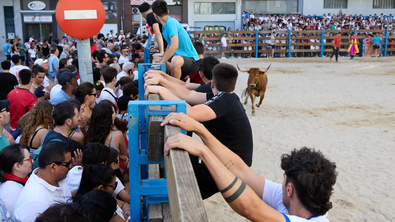 Vaquillas de la ganadería Zubiria y Arana en las Fiestas de Barañáin de 2025. IÑIGO ALZUGARAY