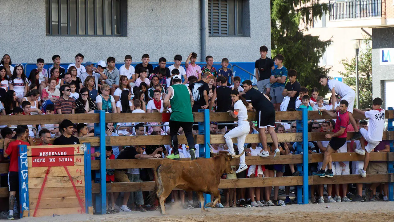 Vaquillas de la ganadería Zubiria y Arana en las Fiestas de Barañáin de 2025. IÑIGO ALZUGARAY