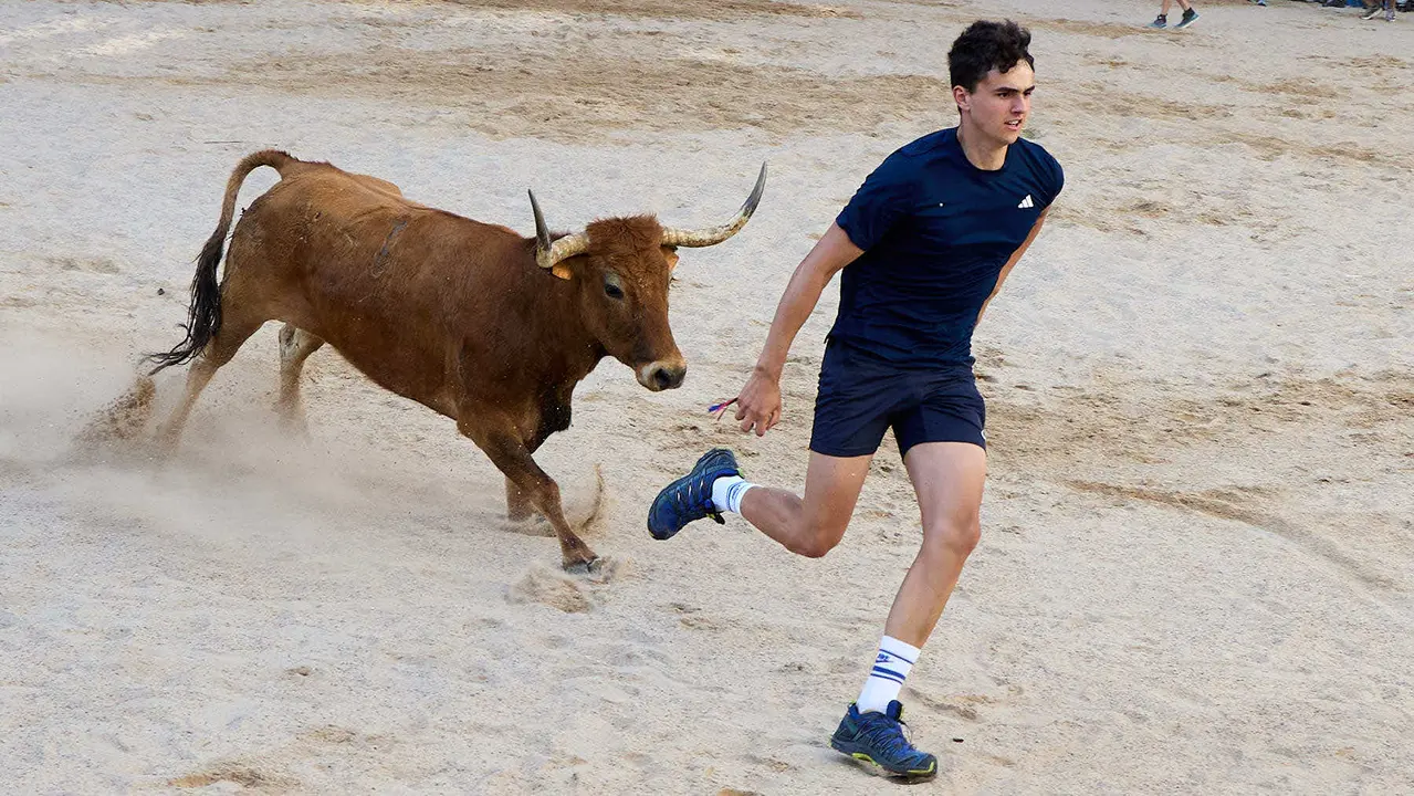 Vaquillas de la ganadería Zubiria y Arana en las Fiestas de Barañáin de 2025. IÑIGO ALZUGARAY