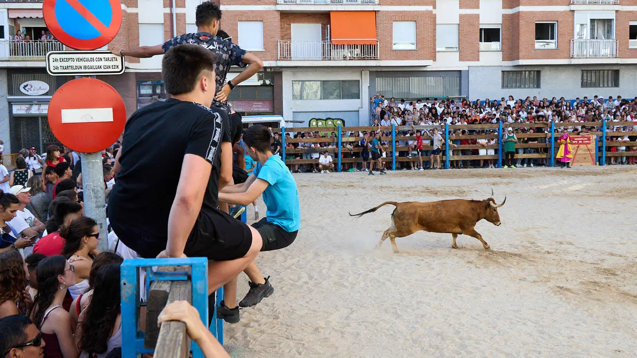 Vaquillas de la ganadería Zubiria y Arana en las Fiestas de Barañáin de 2025. IÑIGO ALZUGARAY