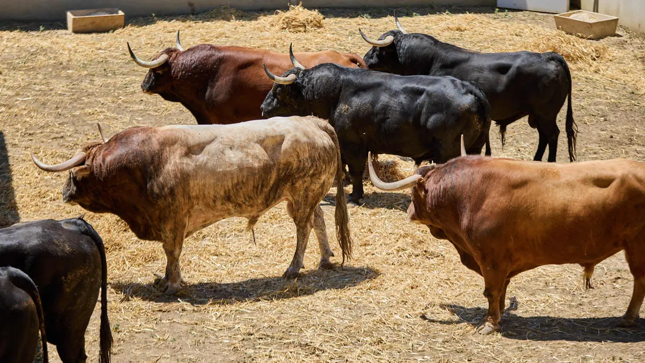 Toros de la ganadería de Victoriano del Río (encierro del 10 de julio) en los Corrales del Gas preparados para San Fermín 2025. IÑIGO ALZUGARAY