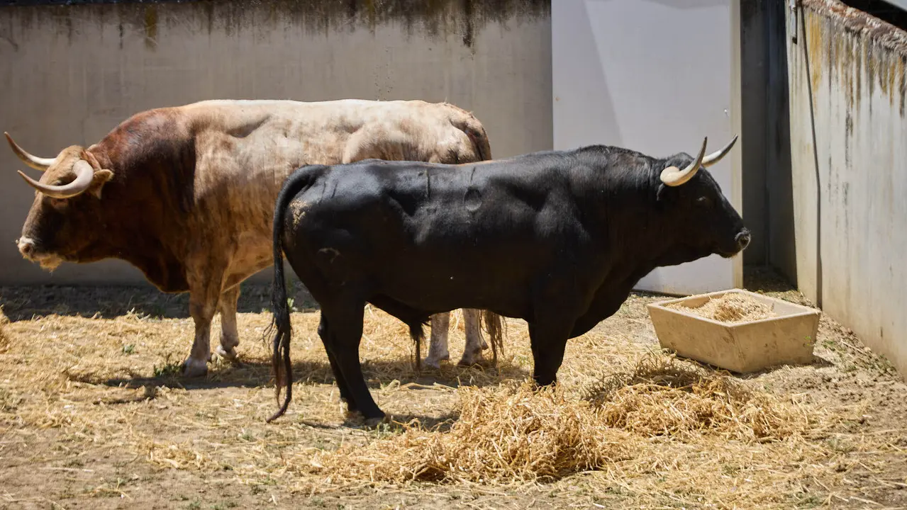 Toros de la ganadería de Victoriano del Río (encierro del 10 de julio) en los Corrales del Gas preparados para San Fermín 2025. IÑIGO ALZUGARAY