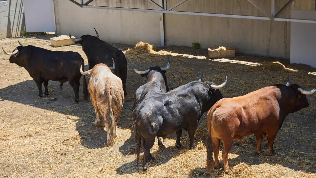 Toros de la ganadería de Victoriano del Río (encierro del 10 de julio) en los Corrales del Gas preparados para San Fermín 2025. IÑIGO ALZUGARAY