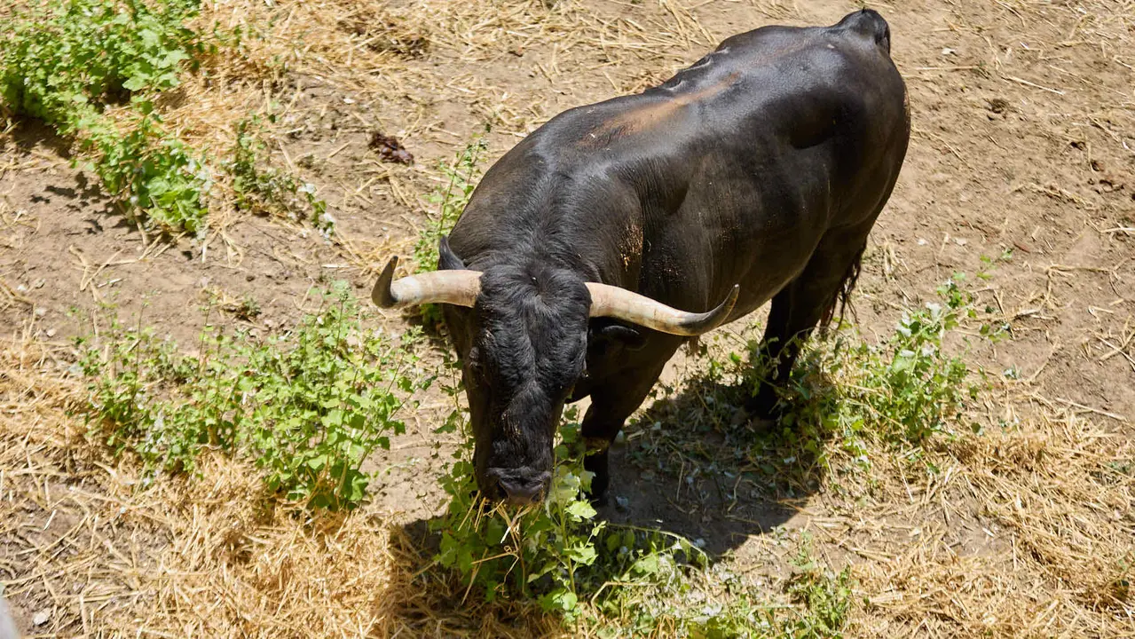 Toros de la ganadería de Victoriano del Río (encierro del 10 de julio) en los Corrales del Gas preparados para San Fermín 2025. IÑIGO ALZUGARAY