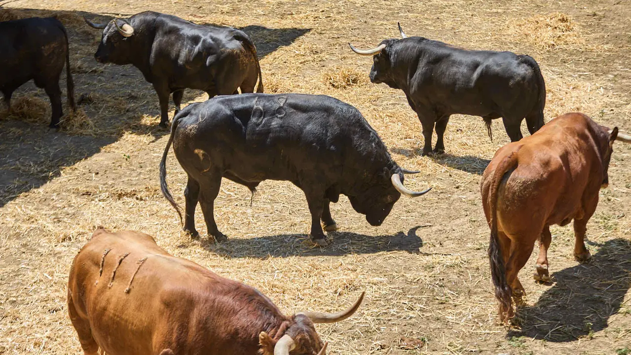 Toros de la ganadería de Victoriano del Río (encierro del 10 de julio) en los Corrales del Gas preparados para San Fermín 2025. IÑIGO ALZUGARAY