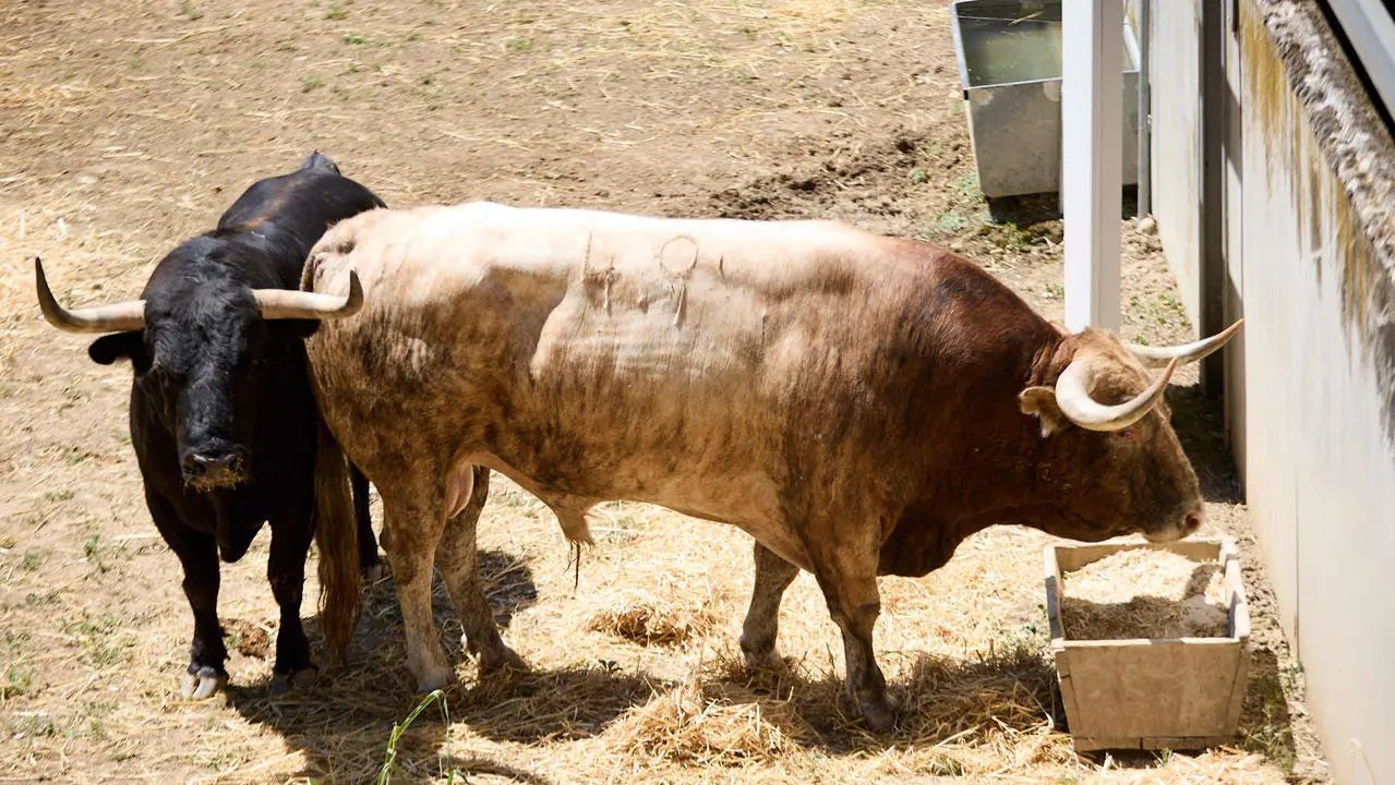 Toros de la ganadería de Victoriano del Río (encierro del 10 de julio) en los Corrales del Gas preparados para San Fermín 2025. IÑIGO ALZUGARAY
