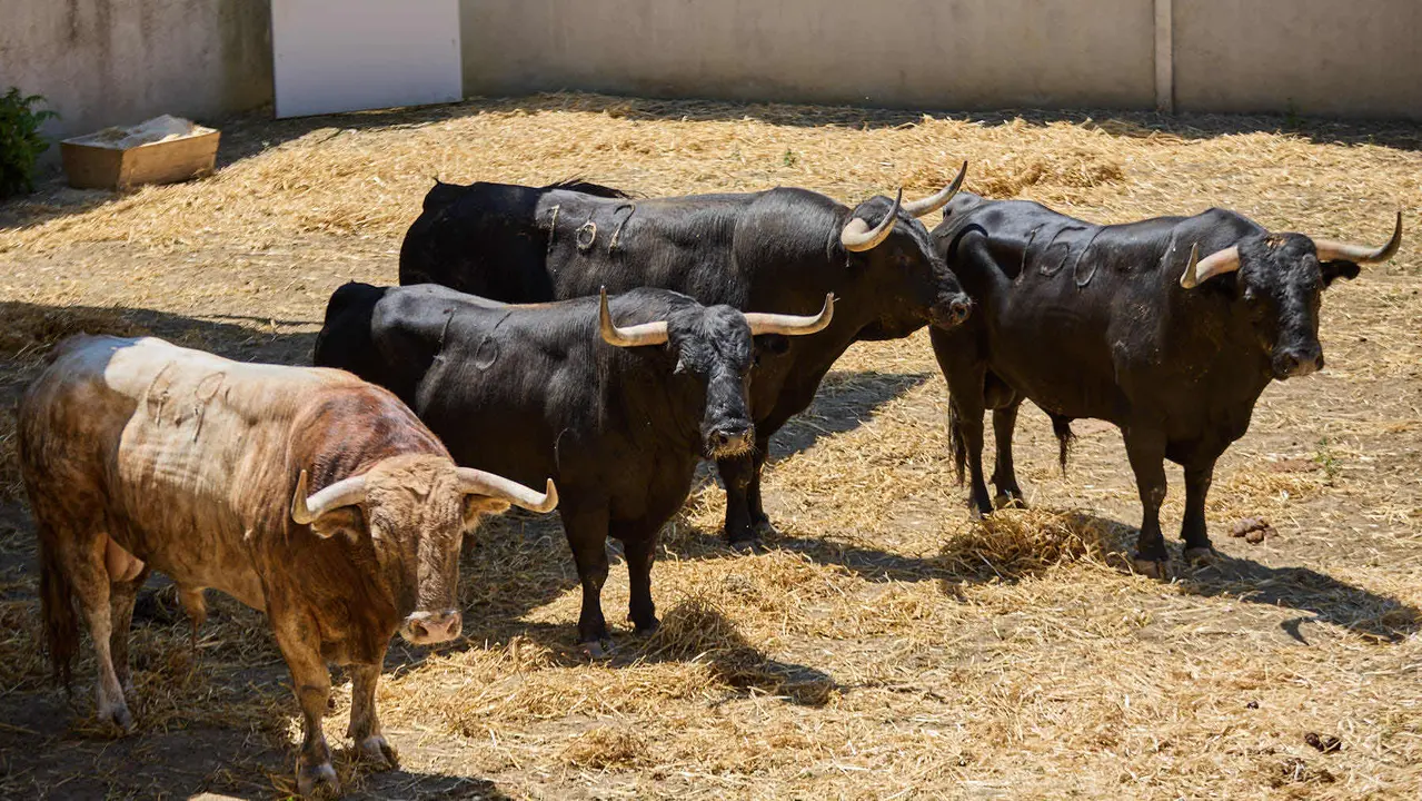 Toros de la ganadería de Victoriano del Río (encierro del 10 de julio) en los Corrales del Gas preparados para San Fermín 2025. IÑIGO ALZUGARAY