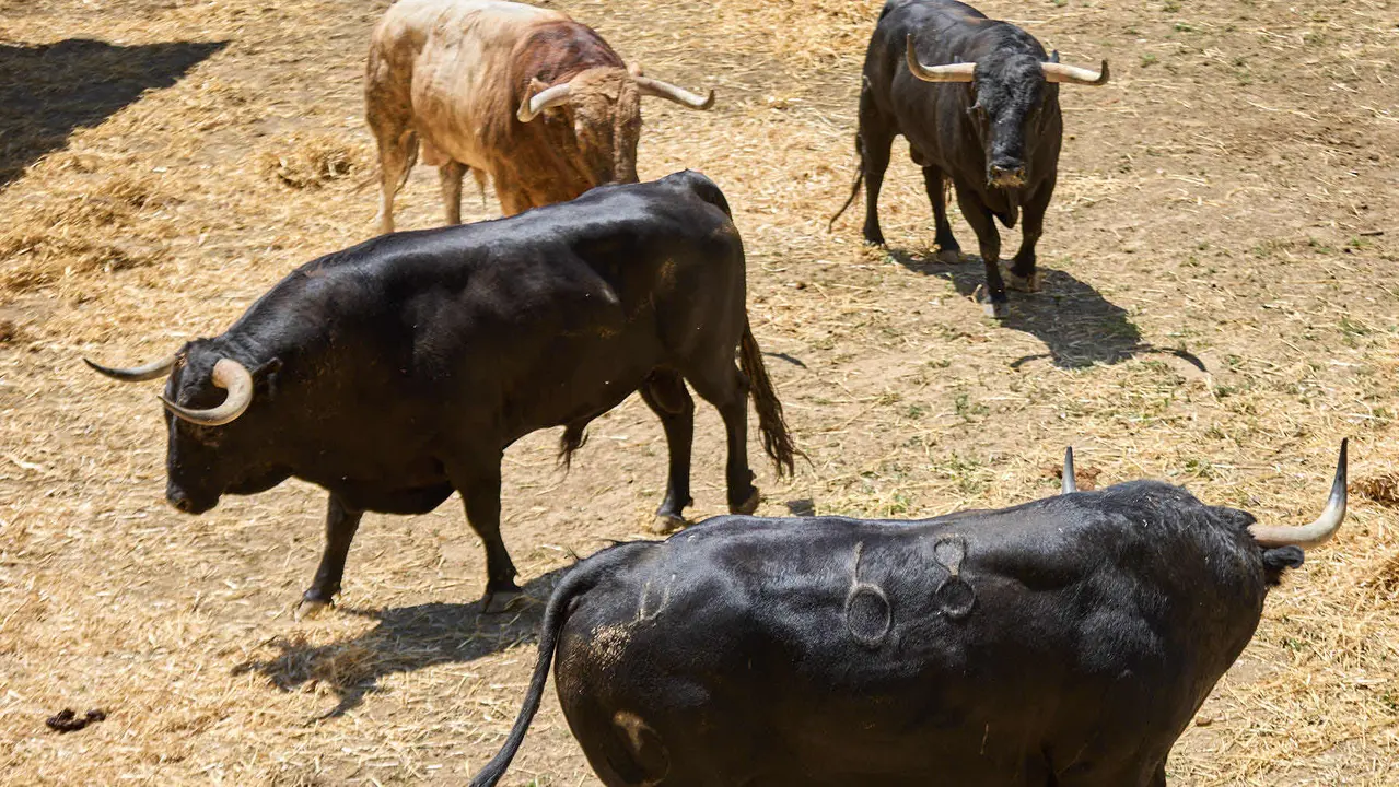Toros de la ganadería de Victoriano del Río (encierro del 10 de julio) en los Corrales del Gas preparados para San Fermín 2025. IÑIGO ALZUGARAY
