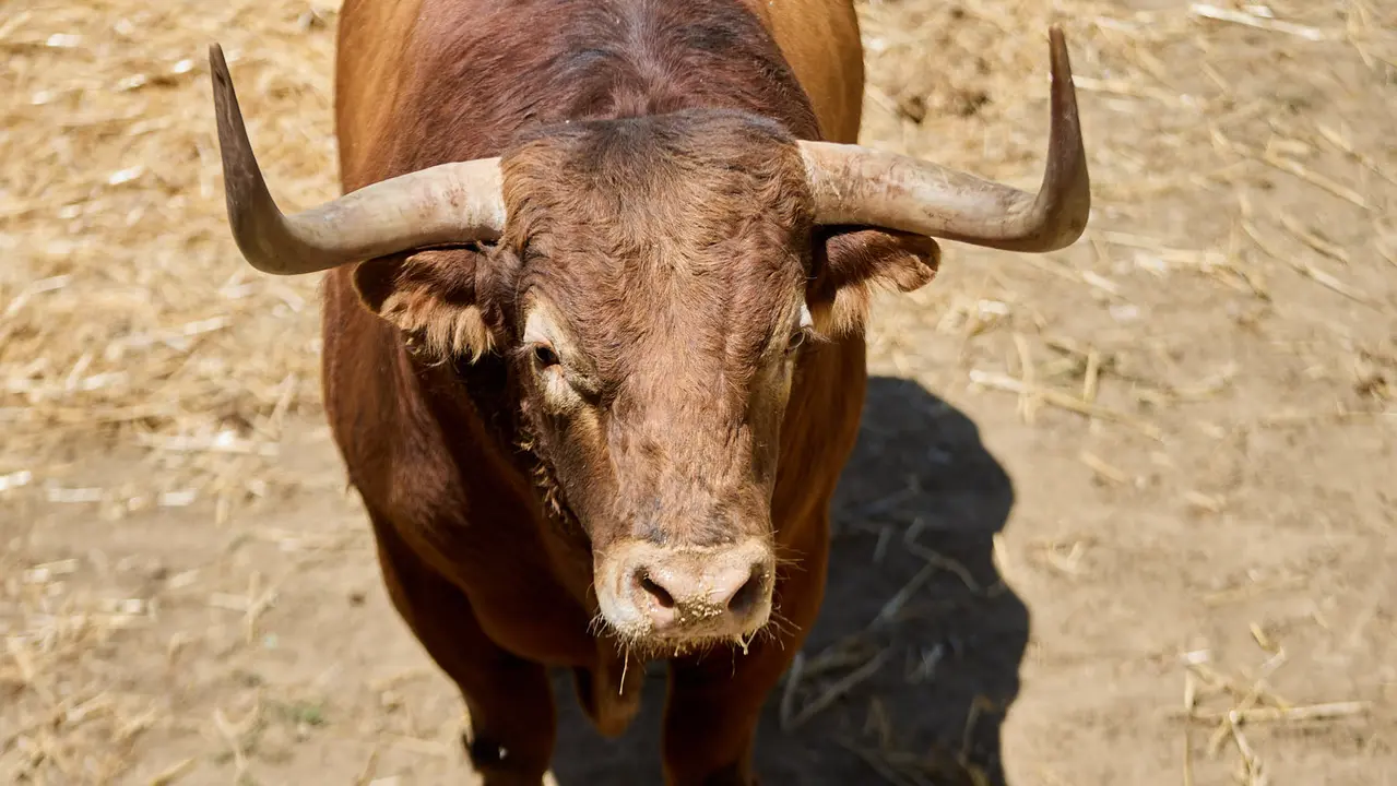 Toros de la ganadería de Victoriano del Río (encierro del 10 de julio) en los Corrales del Gas preparados para San Fermín 2025. IÑIGO ALZUGARAY
