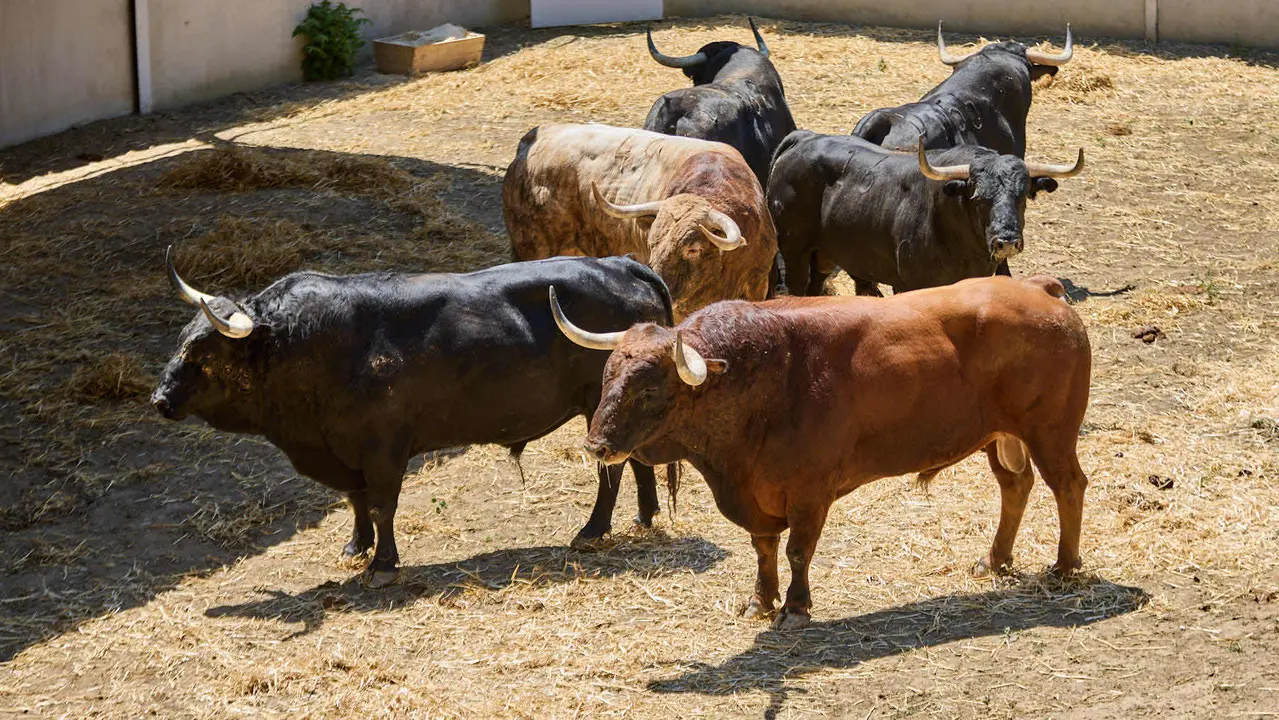Toros de la ganadería de Victoriano del Río (encierro del 10 de julio) en los Corrales del Gas preparados para San Fermín 2025. IÑIGO ALZUGARAY
