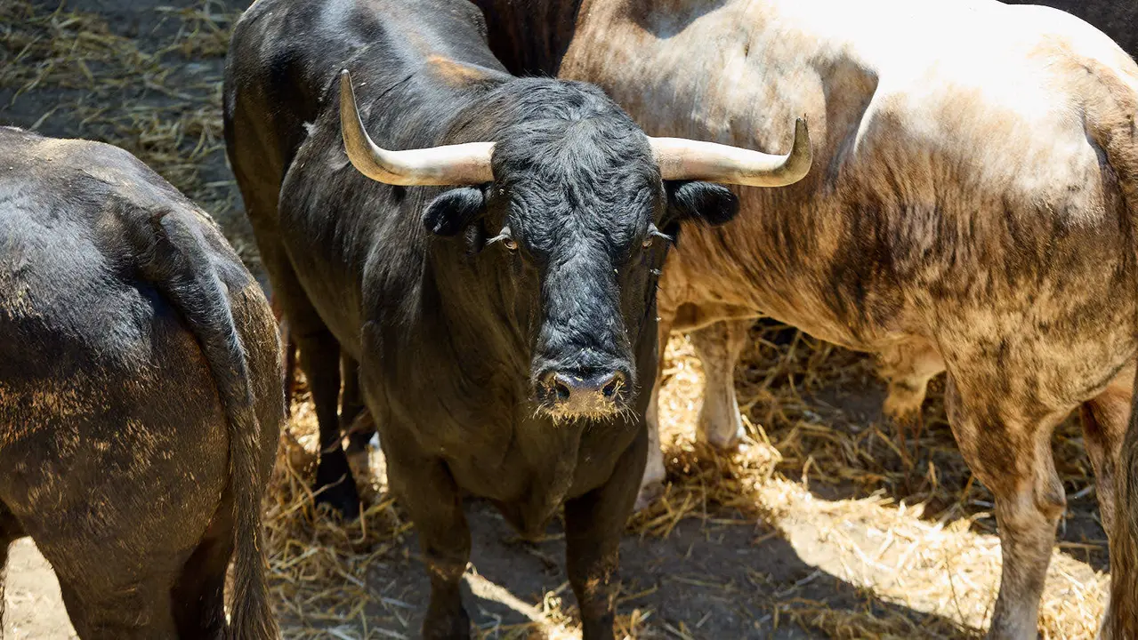 Toros de la ganadería de Victoriano del Río (encierro del 10 de julio) en los Corrales del Gas preparados para San Fermín 2025. IÑIGO ALZUGARAY