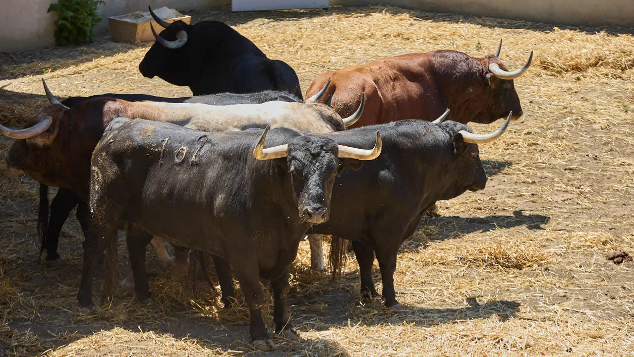 Toros de la ganadería de Victoriano del Río (encierro del 10 de julio) en los Corrales del Gas preparados para San Fermín 2025. IÑIGO ALZUGARAY