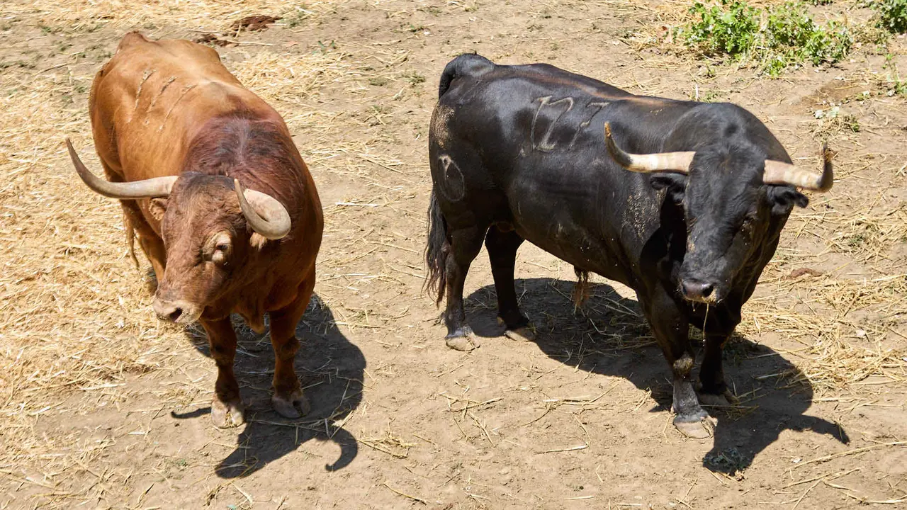 Toros de la ganadería de Victoriano del Río (encierro del 10 de julio) en los Corrales del Gas preparados para San Fermín 2025. IÑIGO ALZUGARAY