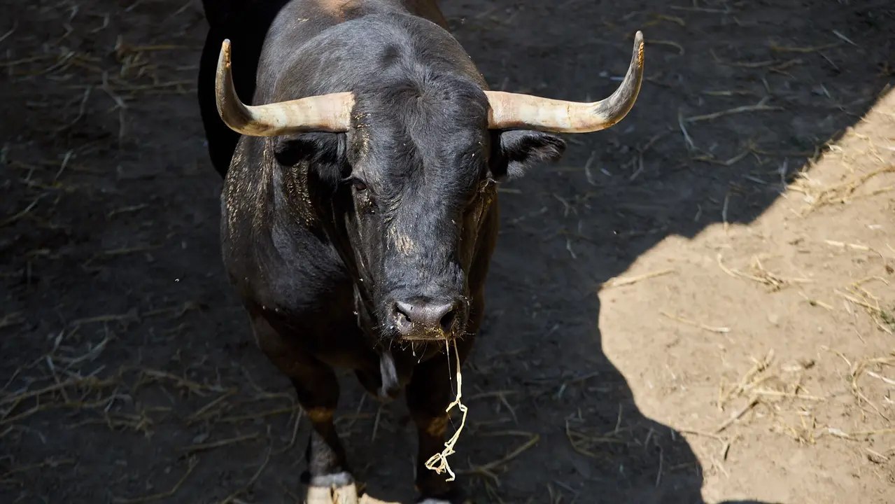 Toros de la ganadería de Victoriano del Río (encierro del 10 de julio) en los Corrales del Gas preparados para San Fermín 2025. IÑIGO ALZUGARAY