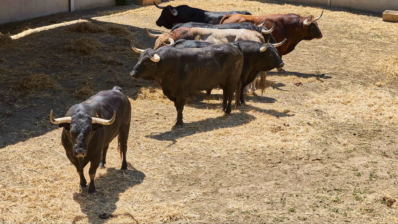 Toros de la ganadería de Victoriano del Río (encierro del 10 de julio) en los Corrales del Gas preparados para San Fermín 2025. IÑIGO ALZUGARAY