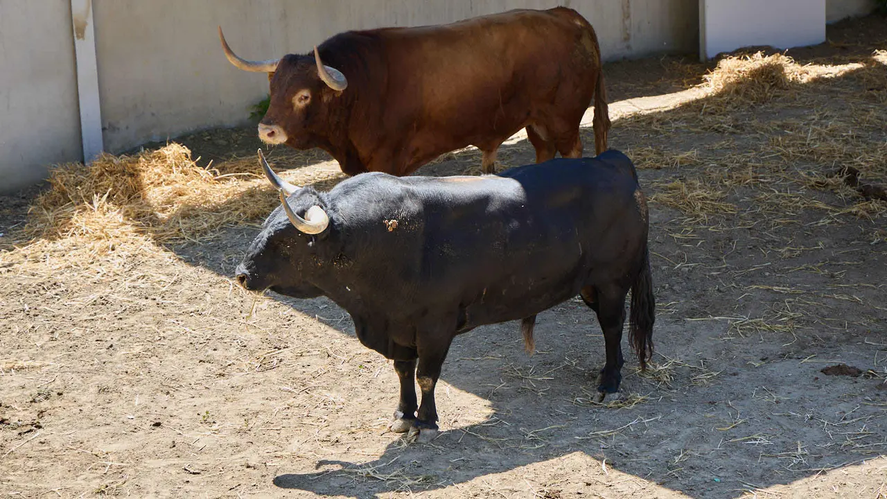 Toros de la ganadería de Victoriano del Río (encierro del 10 de julio) en los Corrales del Gas preparados para San Fermín 2025. IÑIGO ALZUGARAY