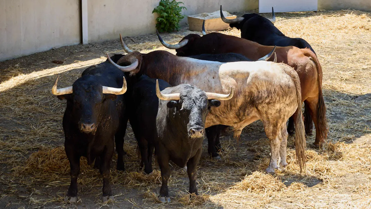Toros de la ganadería de Victoriano del Río (encierro del 10 de julio) en los Corrales del Gas preparados para San Fermín 2025. IÑIGO ALZUGARAY