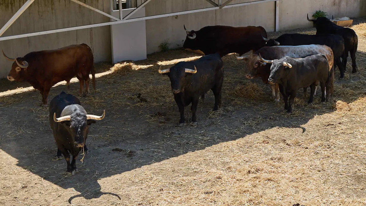 Toros de la ganadería de Victoriano del Río (encierro del 10 de julio) en los Corrales del Gas preparados para San Fermín 2025. IÑIGO ALZUGARAY