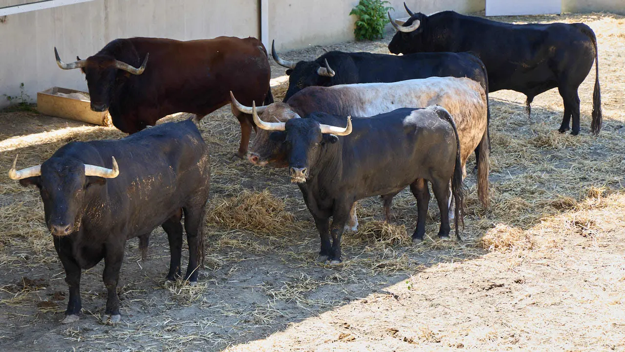 Toros de la ganadería de Victoriano del Río (encierro del 10 de julio) en los Corrales del Gas preparados para San Fermín 2025. IÑIGO ALZUGARAY