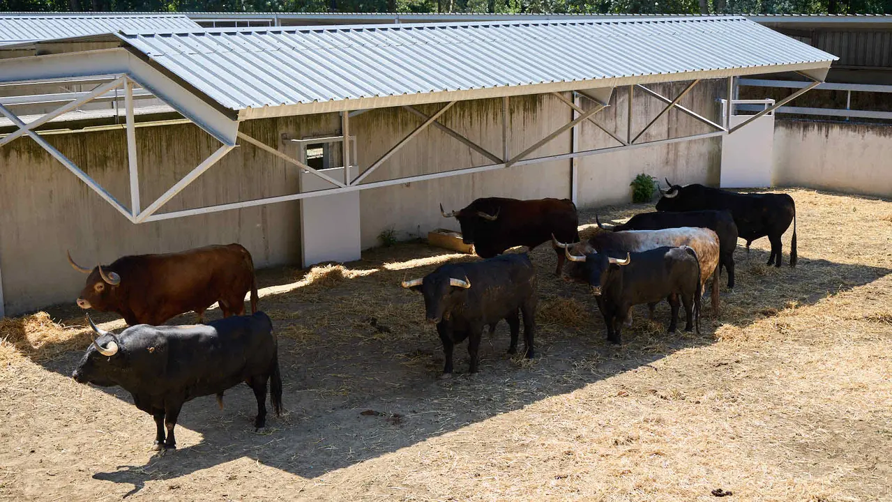 Toros de la ganadería de Victoriano del Río (encierro del 10 de julio) en los Corrales del Gas preparados para San Fermín 2025. IÑIGO ALZUGARAY