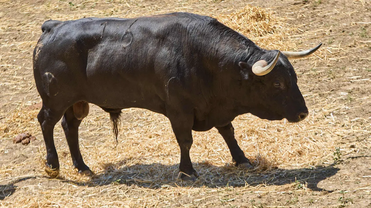 El toro 'Candidato' (nº 16) de la ganadería de Victoriano del Río (10 de julio), negro mulato, y de 525 kilos de peso, en los Corrales del Gas de Pamplona para San Fermín 2025. IÑIGO ALZUGARAY