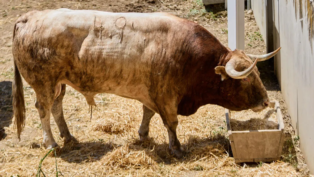 El toro 'Tallista' (nº 49) de la ganadería de Victoriano del Río (10 de julio), colorado, y de 615 kilos de peso, en los Corrales del Gas de Pamplona para San Fermín 2025. IÑIGO ALZUGARAY