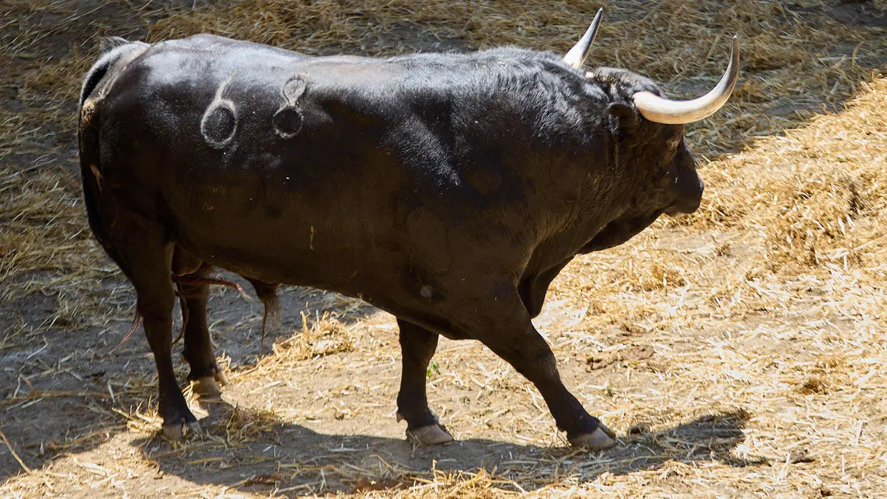 El toro 'Espiguita' (nº 68) de la ganadería de Victoriano del Río (10 de julio), negro mulato, y de 535 kilos de peso, en los Corrales del Gas de Pamplona para San Fermín 2025. IÑIGO ALZUGARAY