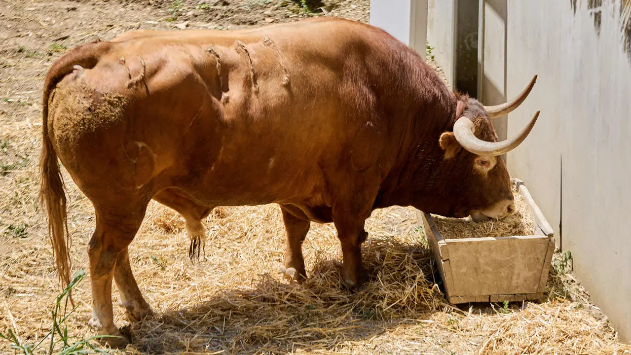 El toro 'Jara' (nº 111) de la ganadería de Victoriano del Río (10 de julio), colorado, y de 590 kilos de peso, en los Corrales del Gas de Pamplona para San Fermín 2025. IÑIGO ALZUGARAY