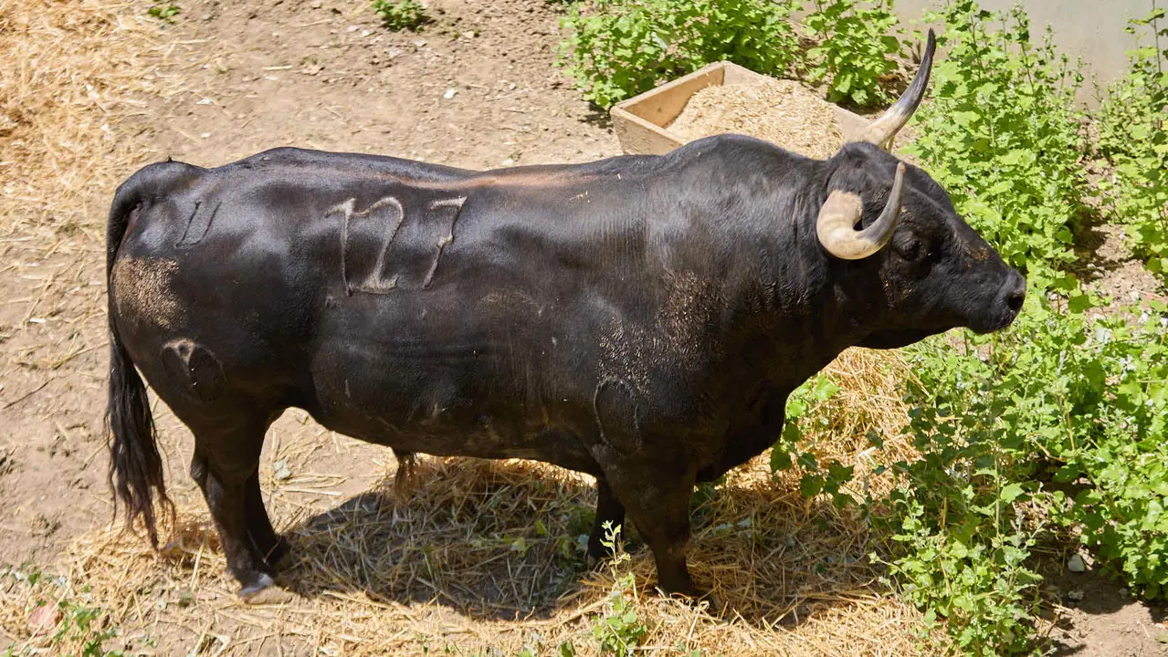 El toro 'Alcalde' (nº 127) de la ganadería de Victoriano del Río (10 de julio), negro mulato, y de 545 kilos de peso, en los Corrales del Gas de Pamplona para San Fermín 2025. IÑIGO ALZUGARAY