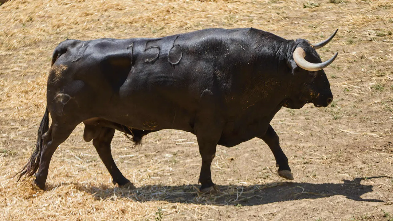 El toro 'Empanado' (nº 156) de la ganadería de Victoriano del Río (10 de julio), negro mulato, y de 530 kilos de peso, en los Corrales del Gas de Pamplona para San Fermín 2025. IÑIGO ALZUGARAY