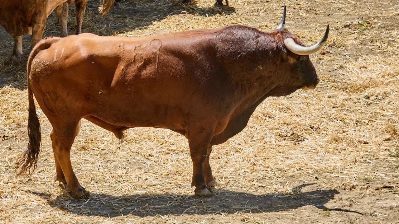 El toro 'Jilguero' (nº 159) de la ganadería de Victoriano del Río (10 de julio), colorado, y de 555 kilos de peso, en los Corrales del Gas de Pamplona para San Fermín 2025. IÑIGO ALZUGARAY