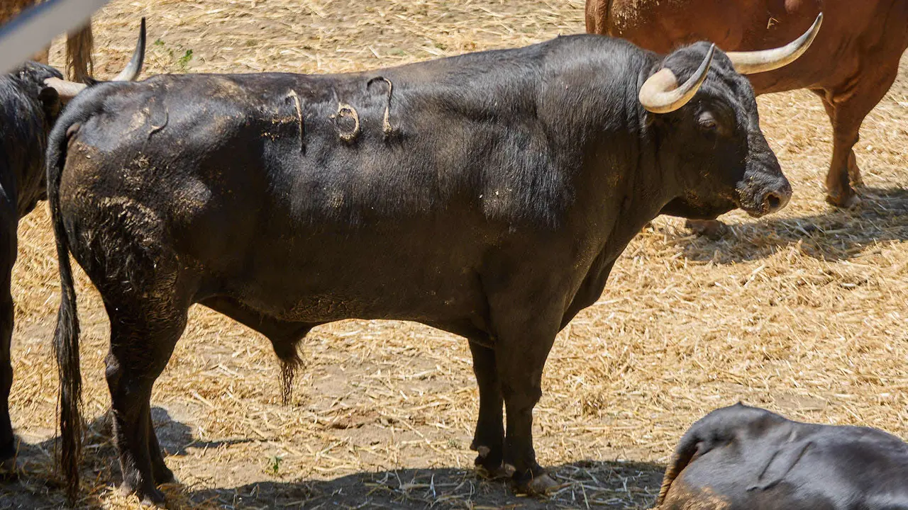 El toro 'Alabardero' (nº 162) de la ganadería de Victoriano del Río (10 de julio), negro mulato, y de 585 kilos de peso, en los Corrales del Gas de Pamplona para San Fermín 2025. IÑIGO ALZUGARAY