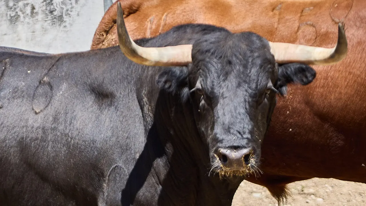 El toro 'Candidato' (nº 16) de la ganadería de Victoriano del Río (10 de julio), negro mulato, y de 525 kilos de peso, en los Corrales del Gas de Pamplona para San Fermín 2025. IÑIGO ALZUGARAY