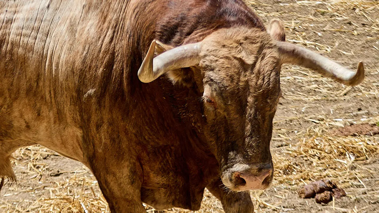 El toro 'Tallista' (nº 49) de la ganadería de Victoriano del Río (10 de julio), colorado, y de 615 kilos de peso, en los Corrales del Gas de Pamplona para San Fermín 2025. IÑIGO ALZUGARAY