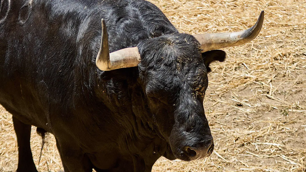 El toro 'Espiguita' (nº 68) de la ganadería de Victoriano del Río (10 de julio), negro mulato, y de 535 kilos de peso, en los Corrales del Gas de Pamplona para San Fermín 2025. IÑIGO ALZUGARAY