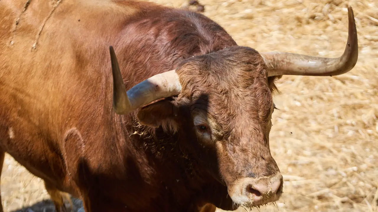 El toro 'Jara' (nº 111) de la ganadería de Victoriano del Río (10 de julio), colorado, y de 590 kilos de peso, en los Corrales del Gas de Pamplona para San Fermín 2025. IÑIGO ALZUGARAY