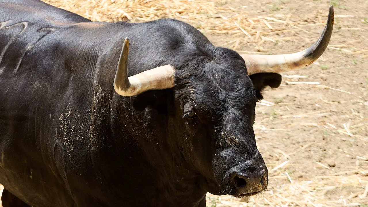 El toro 'Alcalde' (nº 127) de la ganadería de Victoriano del Río (10 de julio), negro mulato, y de 545 kilos de peso, en los Corrales del Gas de Pamplona para San Fermín 2025. IÑIGO ALZUGARAY