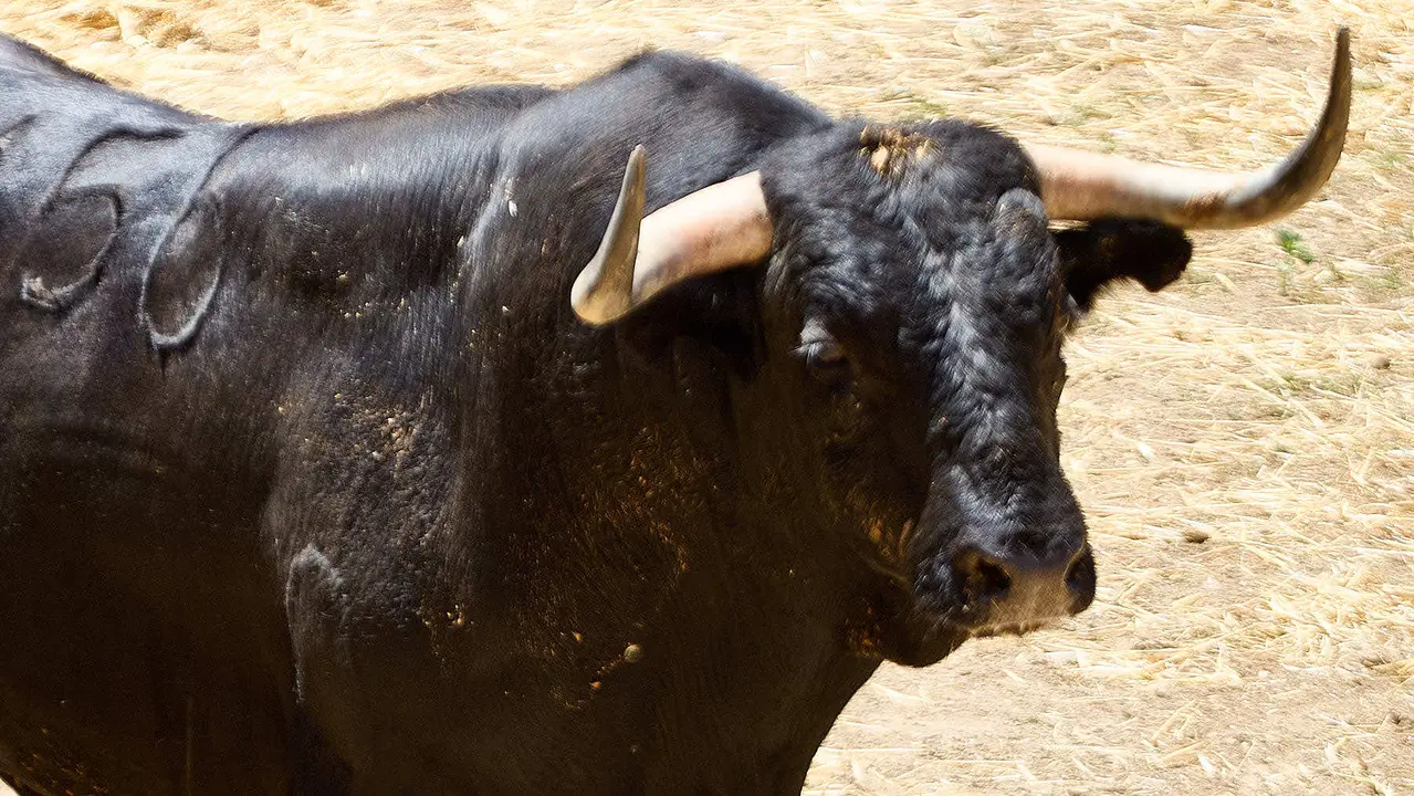 El toro 'Empanado' (nº 156) de la ganadería de Victoriano del Río (10 de julio), negro mulato, y de 530 kilos de peso, en los Corrales del Gas de Pamplona para San Fermín 2025. IÑIGO ALZUGARAY