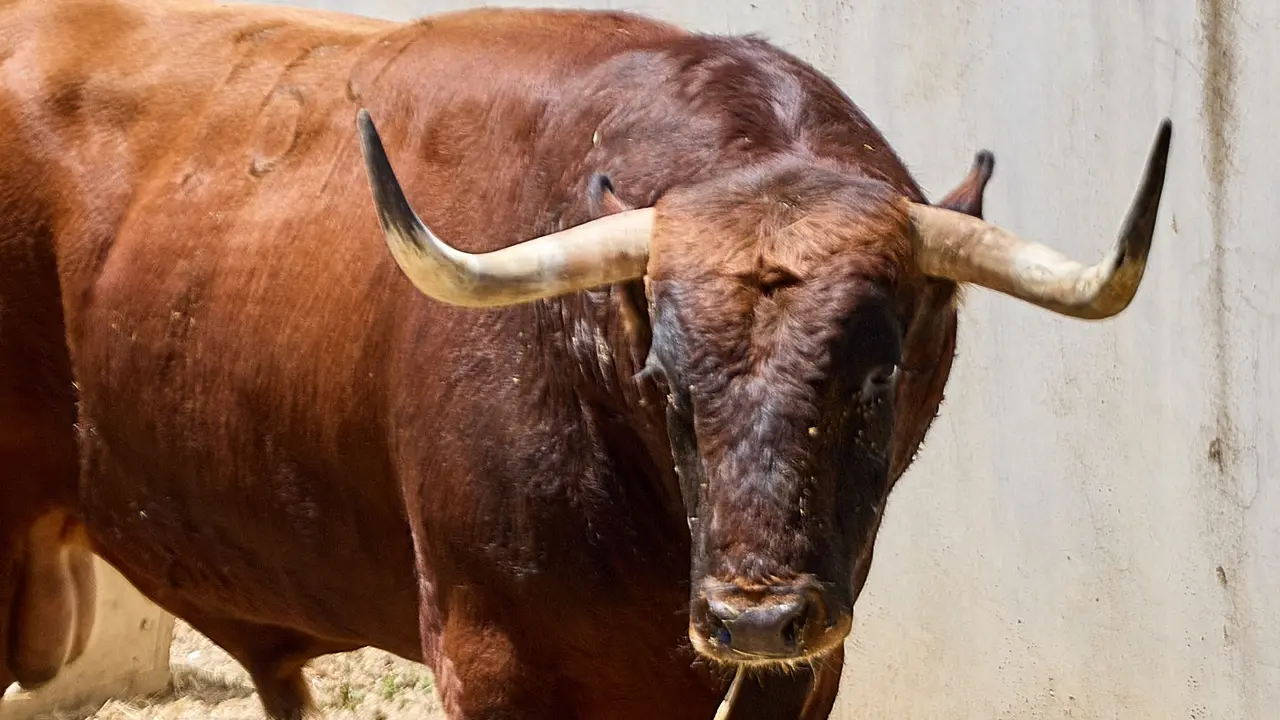 El toro 'Jilguero' (nº 159) de la ganadería de Victoriano del Río (10 de julio), colorado, y de 555 kilos de peso, en los Corrales del Gas de Pamplona para San Fermín 2025. IÑIGO ALZUGARAY