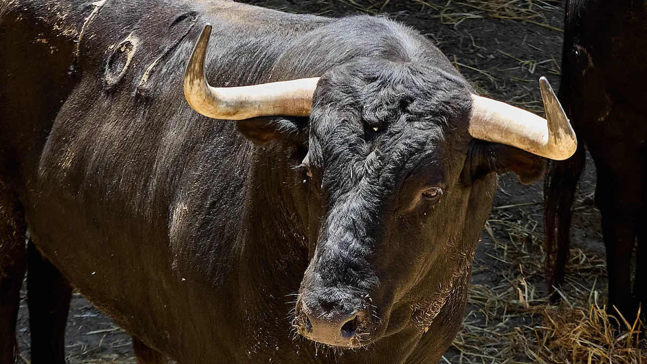 El toro 'Alabardero' (nº 162) de la ganadería de Victoriano del Río (10 de julio), negro mulato, y de 585 kilos de peso, en los Corrales del Gas de Pamplona para San Fermín 2025. IÑIGO ALZUGARAY