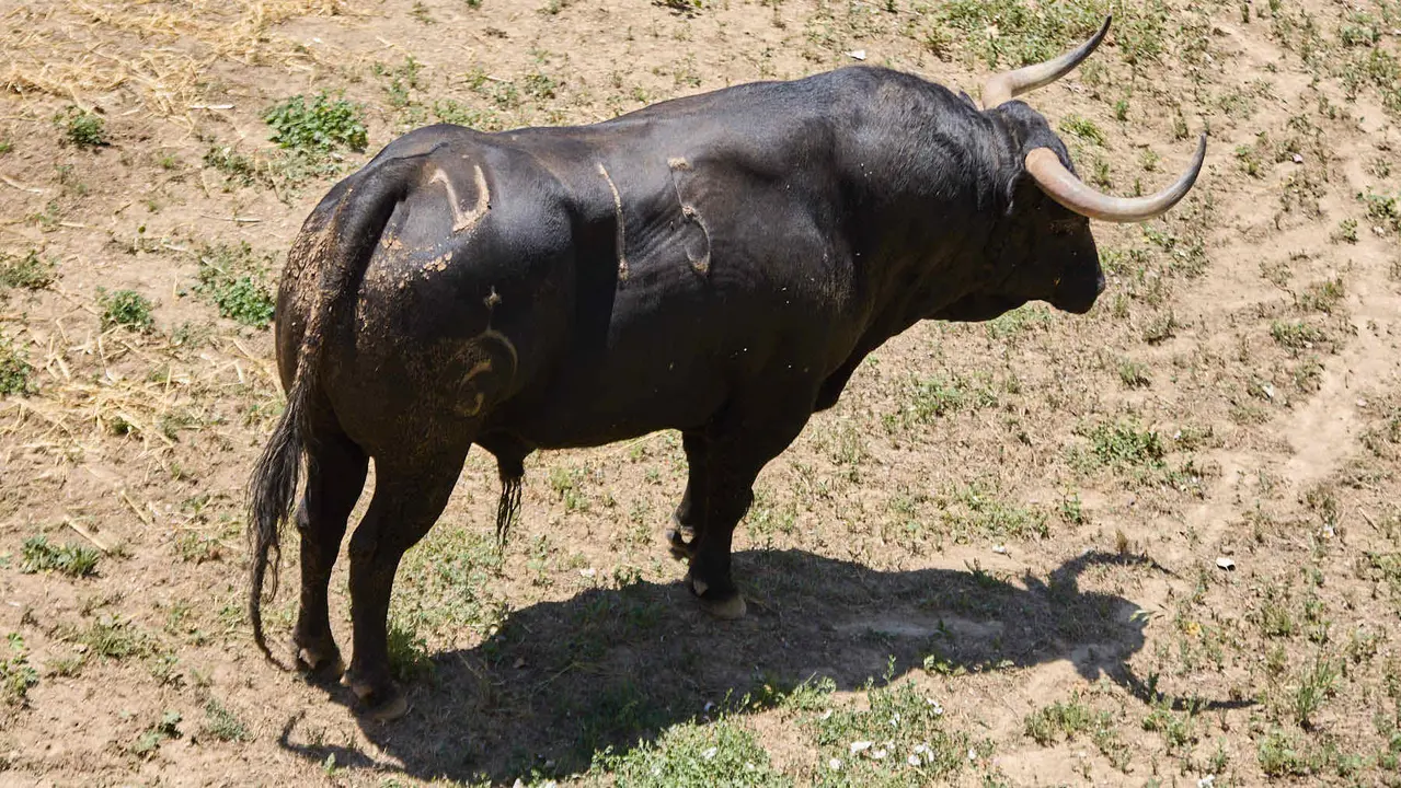 El toro 'Orgulloso' (nº 15) de la ganadería de Fuente Ymbro (7 de julio), negro bragado, y de 590 kilos de peso, en los Corrales del Gas de Pamplona para San Fermín 2025. IÑIGO ALZUGARAY