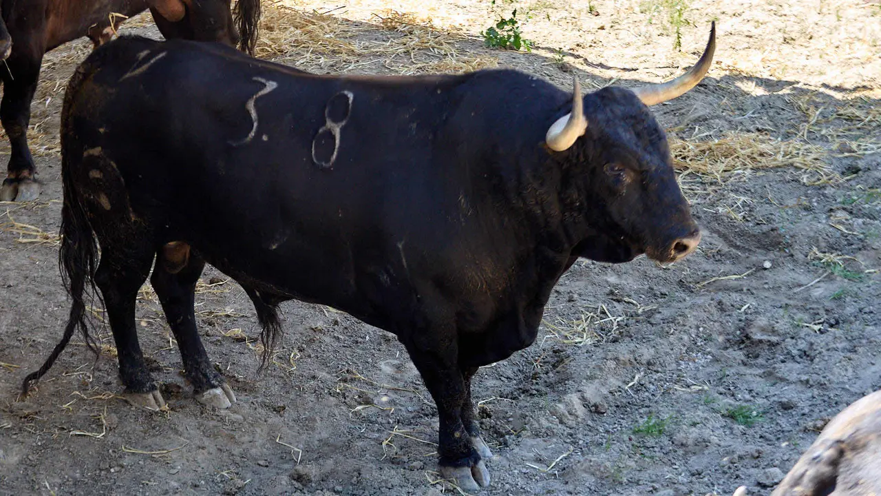 El toro 'Previsor' (nº 38) de la ganadería de Fuente Ymbro (7 de julio), negro listón bragado meano, y de 585 kilos de peso, en los Corrales del Gas de Pamplona para San Fermín 2025. IÑIGO ALZUGARAY