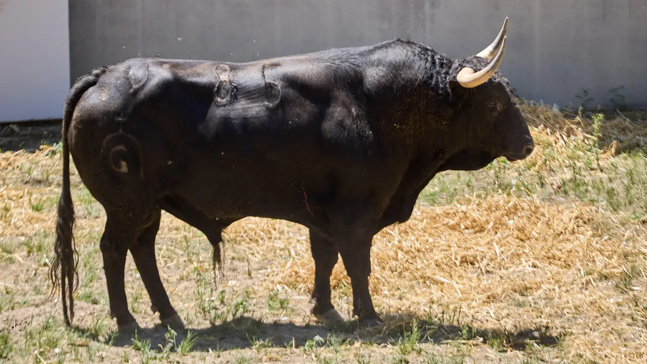 El toro 'Infortunado' (nº 85) de la ganadería de Fuente Ymbro (7 de julio), negro, y de 565 kilos de peso, en los Corrales del Gas de Pamplona para San Fermín 2025. IÑIGO ALZUGARAY