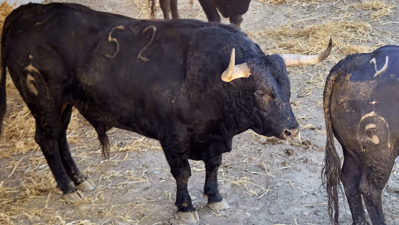 El toro 'Sacacuartos' (nº 52) de la ganadería de Fuente Ymbro (7 de julio), negro listón bragado, y de 585 kilos de peso, en los Corrales del Gas de Pamplona para San Fermín 2025. IÑIGO ALZUGARAY