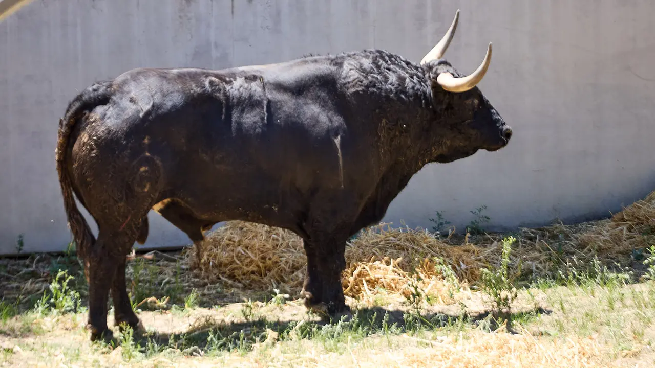 El toro 'Zalagarda' (nº 97) de la ganadería de Fuente Ymbro (7 de julio), negro bragado meano, y de 610 kilos de peso, en los Corrales del Gas de Pamplona para San Fermín 2025. IÑIGO ALZUGARAY
