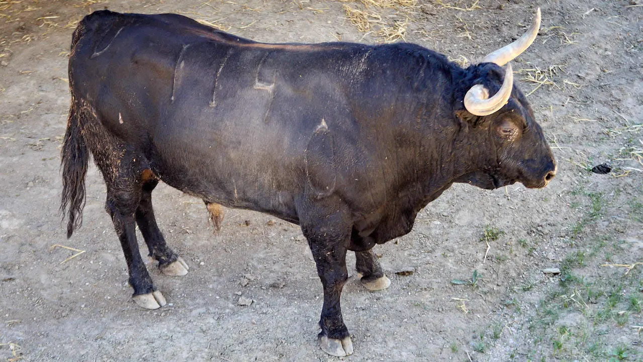 El toro 'Primoroso' (nº 114) de la ganadería de Fuente Ymbro (7 de julio), negro listón bragado meano, y de 590 kilos de peso, en los Corrales del Gas de Pamplona para San Fermín 2025. IÑIGO ALZUGARAY