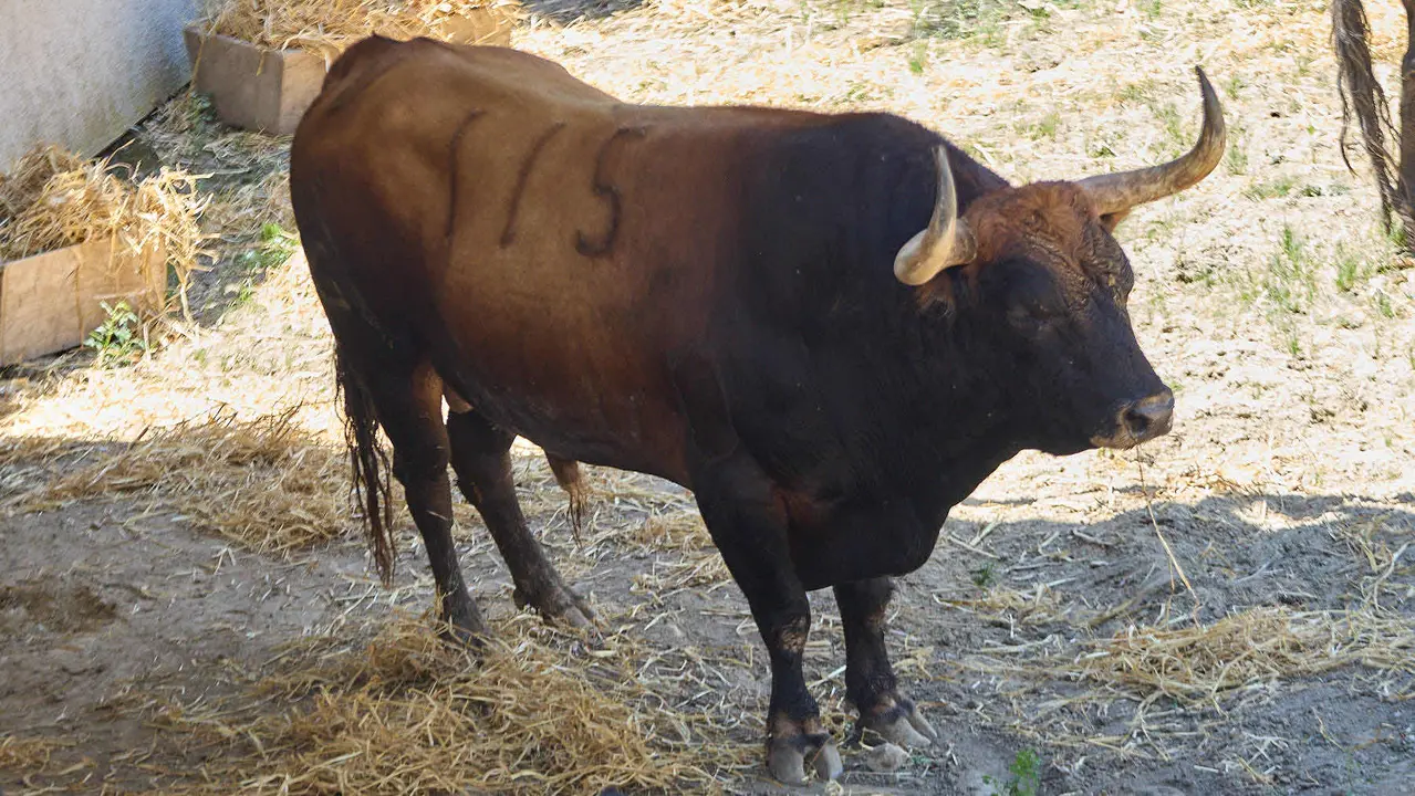 El toro 'Tramposo' (nº 115) de la ganadería de Fuente Ymbro (7 de julio), castaño meano bragado corrido, y de 560 kilos de peso, en los Corrales del Gas de Pamplona para San Fermín 2025. IÑIGO ALZUGARAY
