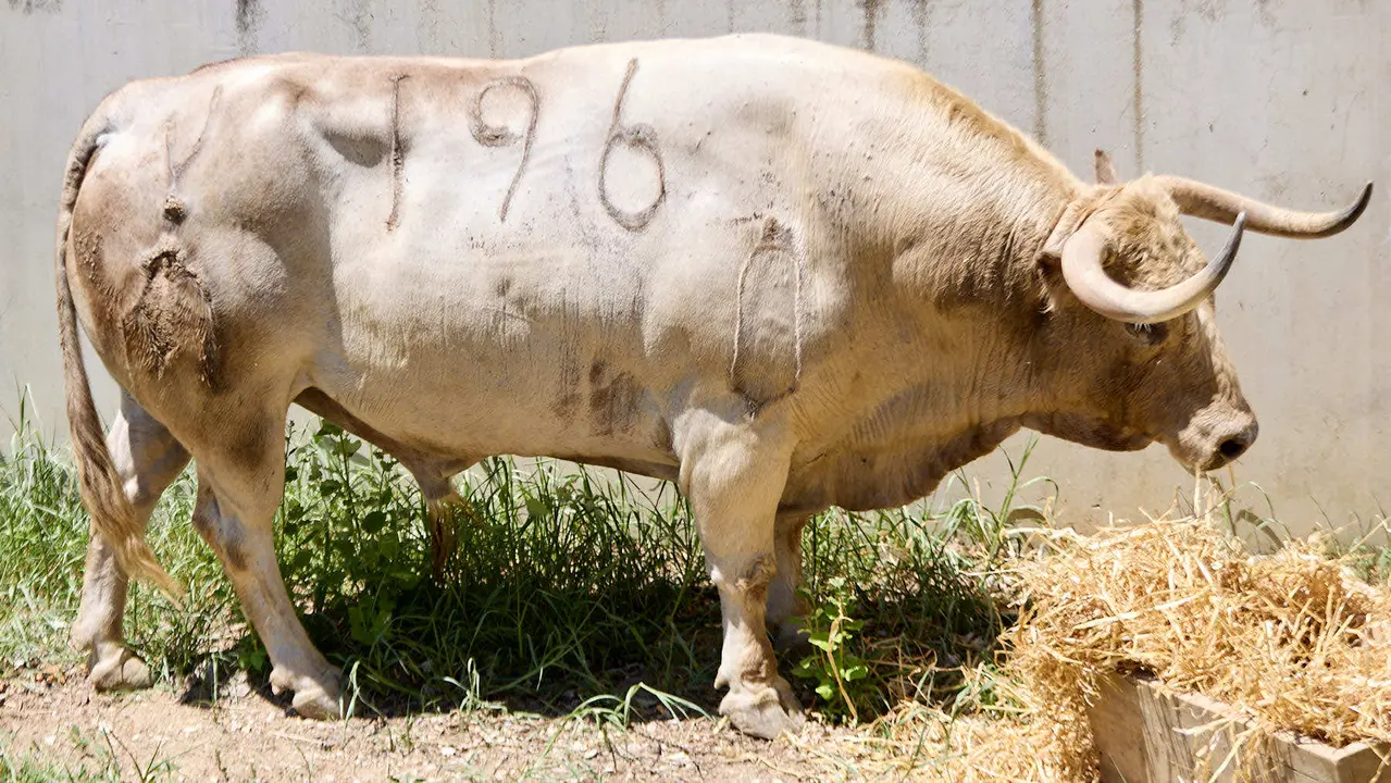 El toro 'Primoroso' (nº 196) de la ganadería de Fuente Ymbro (7 de julio), jabonero, y de 560 kilos de peso, en los Corrales del Gas de Pamplona para San Fermín 2025. IÑIGO ALZUGARAY
